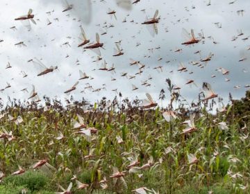 Nuvem de gafanhotos: governo declara emergência fitossanitária