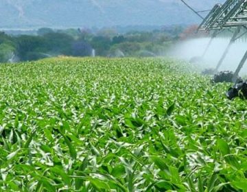 Minas alcança safra recorde de grãos