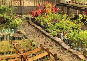 Museu “Mariano Procópio” realiza doação de cem mudas de plantas na quinta-feira