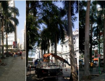 Parque Halfeld passa por manutenção