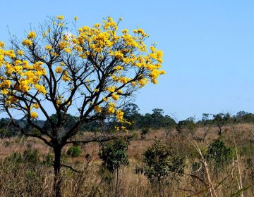 Áreas de biomas brasileiros caíram 8,34% entre 2000 e 2018