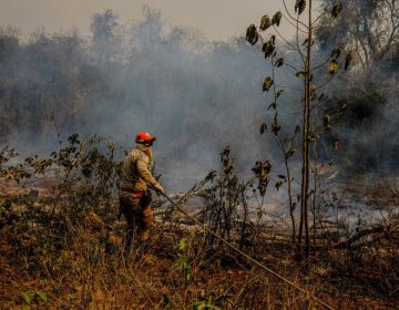 Projeto aumenta para até seis anos de prisão pena aplicada a quem provocar incêndio em floresta