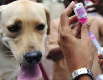 Campanha de vacinação antirrábica começa dia 9 na zona rural