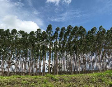 Valor da produção de florestas plantadas cai em 2019 e interrompe 3 anos de altas