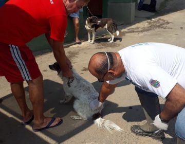 JF terá mais de 90 postos de vacinação contra a raiva na zona urbana
