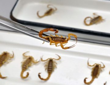 Zoonoses alerta para medidas preventivas a acidentes com escorpiões