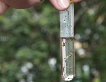 Saúde alerta sobre importância da manutenção dos cuidados contra dengue