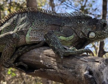 IEF e Ibama esperam triplicar áreas de soltura de animais silvestres até 2024