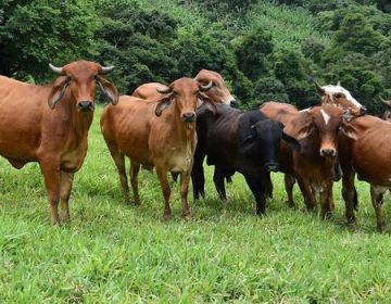 IMA realiza inquérito soroepidemiológico em bovinos