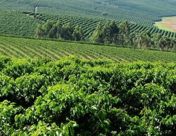 Valor Bruto da Produção (VBP) agropecuária mineira é estimado em R$ 91 bi para 2020