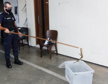 Guarda Municipal recolhe cobra cascavel em residência