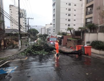 Árvore cai na Rua Benjamin Constant, no Bairro Santa Helena