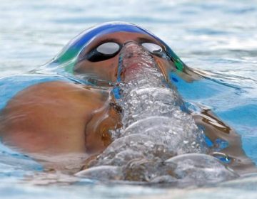 CBDA divulga critérios para formação da seleção olímpica de natação