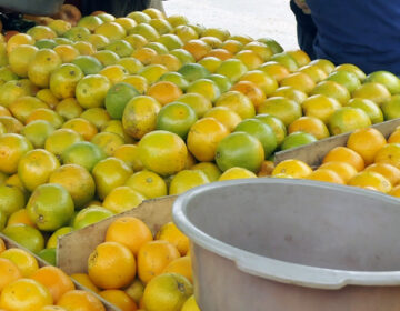Com 50% de barracas, feiras livres voltam a ser realizadas nos bairros