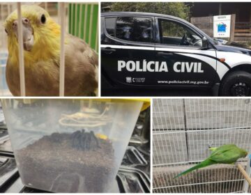 PCMG resgata 20 animais silvestres que seriam comercializados em Juiz de Fora