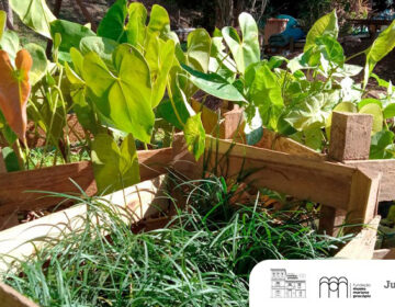 Nesta terça, 29, o Museu Mariano Procópio distribuirá 120 mudas de planta