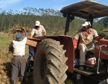 PJF apoia agricultores no processo de colheita de feijão