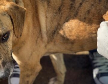 Doses da vacina Óctupla começam a ser aplicadas em cães abrigados no Canil Municipal