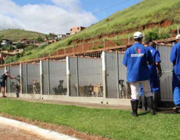Canil Municipal promove primeiro evento de adoção de cães no domingo