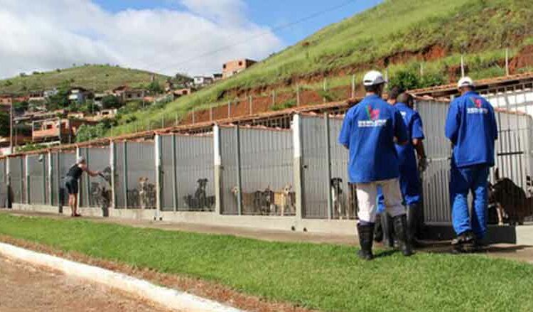 Canil Municipal promove primeiro evento de adoção de cães no domingo