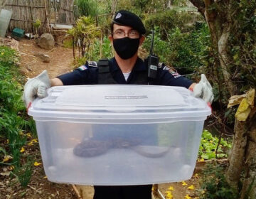 Guarda Municipal recolhe 23 animais em três meses