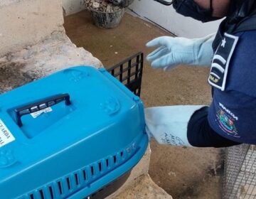 Guarda Municipal encerra mês de julho recolhendo oito animais