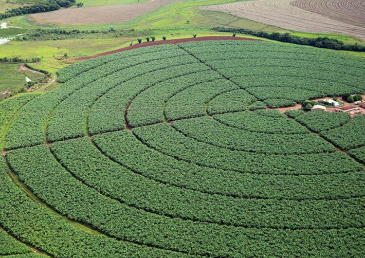 Conab estima safra de grãos 2021/2022 em 289,6 milhões de toneladas