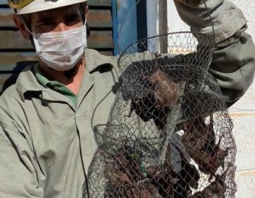 IMA promove força-tarefa contra raiva animal em Minas Gerais