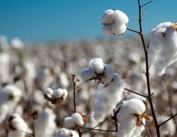 Começa vazio sanitário do algodão e do feijão em Minas Gerais