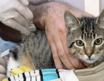 Campanha de vacinação antirrábica animal acontece neste sábado, 23