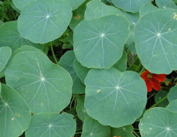 Epamig participa de projeto socioambiental para a difusão do cultivo e o consumo de hortaliças Pancs