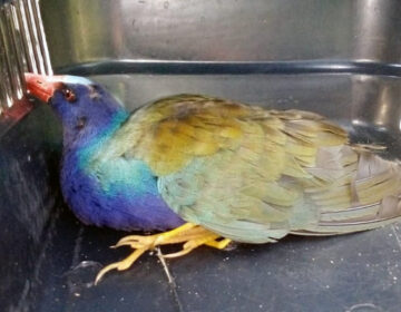 Guarda Municipal tem recorde de recolhimento de animais em outubro