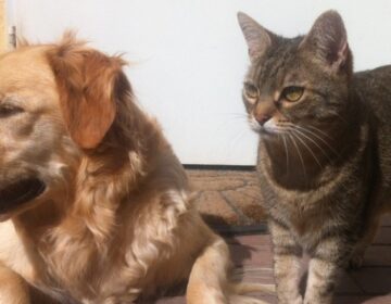 Castramóvel retoma atividades na próxima terça-feira, 9