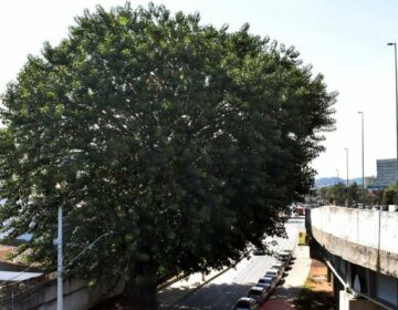 PJF ilumina “Árvore da Vida” em memória às vítimas de Covid-19