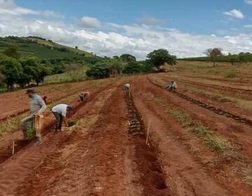 Projeto de novas cultivares de café entra na fase de plantio das mudas