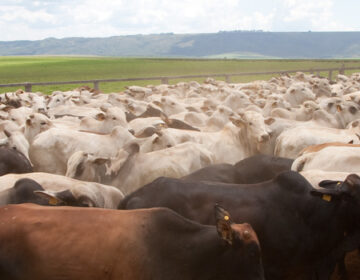 Minas trabalha para reforçar segurança sanitária contra febre aftosa