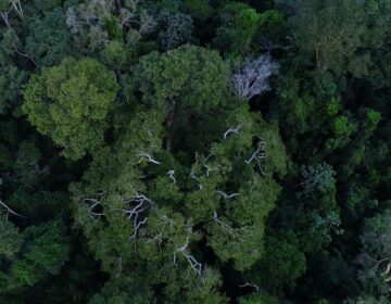 Comissão da Câmara amplia uso sustentável de florestas públicas