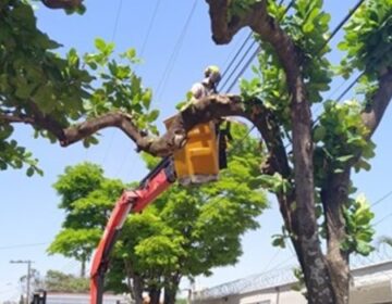 Podas de árvores devem ser feitas por profissional para evitar acidentes com rede elétrica