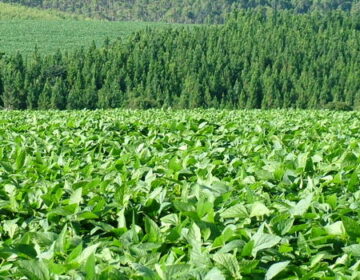 Defesa Sanitária Vegetal contribui para sanidade das lavouras mineiras