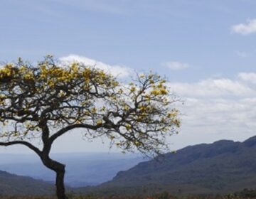 Ação integrada entre Minas e Espírito Santo protege mais de 200 espécies de fauna e flora