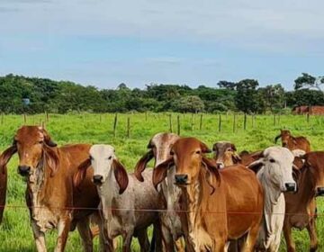 Epamig testará desempenho de bovinos da raça Gir Leiteiro em diferentes pastagens