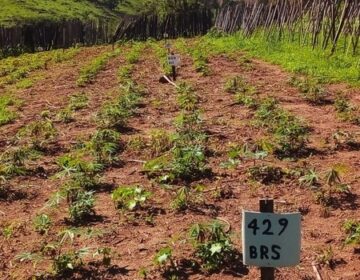 Agricultores familiares testam cultivo de mandioca orgânica e biofortificada