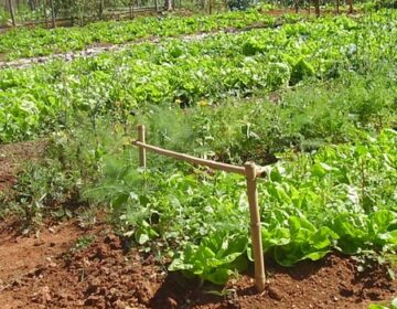 Agricultores familiares de Capitão Enéas, no Norte de Minas, ganham nova opção de vendas