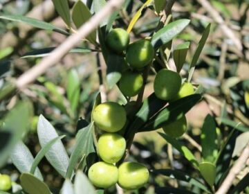 Epamig acompanha safra de azeitonas na Serra da Mantiqueira