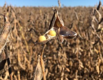 BID abre linha de crédito de US$ 1,2 bi para agropecuária no Brasil