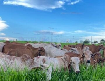 Governo de Minas amplia oportunidades de crescimento de exportações de carne bovina para mercado israelense