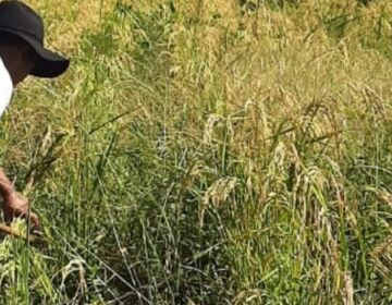 Agricultores familiares de Campina Verde retomam produção de arroz, de olho nos bons preços