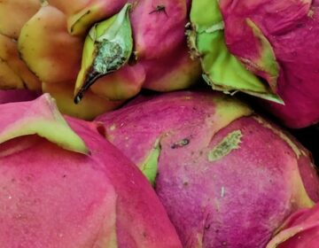 Cultivo de pitaya promete bons resultados para casal de produtores que migraram do meio urbano