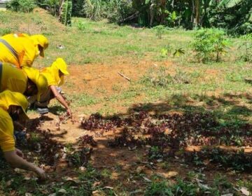 Mulheres que cumprem pena em Juiz de Fora se especializam em jardinagem e contribuem com a manutenção do verde na cidade