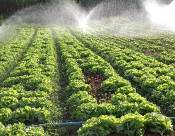 Prefeita sanciona lei que institui a Política Municipal de Aquisição de Alimentos da Agricultura Familiar